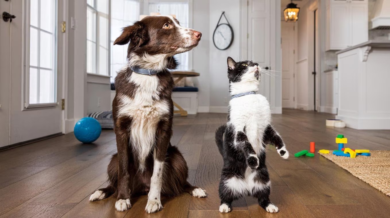 Gato y perro protegidos por Seresto